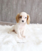 Photo №4. I will sell english cocker spaniel in the city of Mainz. private announcement, from nursery, from the shelter - price - 422$