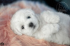 Photo №1. bichon frise - for sale in the city of Kharkov | 2438$ | Announcement № 10626
