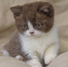 Photo №3. British shorthaircute little kitten available now for rehoming. Germany