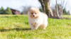 Photo №1. pomeranian - for sale in the city of Berlin | Is free | Announcement № 95866
