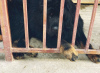 Photo №1. tibetan mastiff - for sale in the city of Kropivnitsky | negotiated | Announcement № 8674
