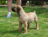 Photo №3. Boerboel (South African Mastiff) puppies for adoption. Germany