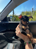 Photo №1. miniature pinscher - for sale in the city of Rome | 317$ | Announcement № 105642