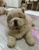 Additional photos: Amazing Chow Chow puppies,