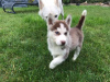 Photo №1. siberian husky - for sale in the city of Riga | 486$ | Announcement № 83366