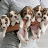 Photo №1. beagle - for sale in the city of Антверпен | 264$ | Announcement № 118041