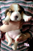 Photo №1. beagle - for sale in the city of Sumy | 601$ | Announcement № 42699