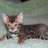 Photo №2 to announcement № 121797 for the sale of bengal cat - buy in Belgium private announcement