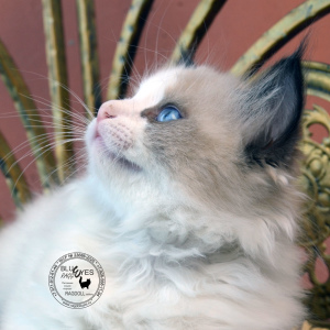 Photo №2 to announcement № 7093 for the sale of ragdoll - buy in Russian Federation from nursery