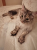 Photo №3. Frosya is looking for a home and new friends.. Russian Federation