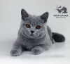 Photo №2 to announcement № 11154 for the sale of british shorthair - buy in Belarus from nursery, breeder