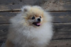 Photo №4. I will sell pomeranian in the city of Požarevac.  - price - negotiated