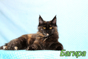 Photo №2 to announcement № 3708 for the sale of maine coon - buy in Russian Federation from nursery