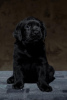 Photo №4. I will sell labrador retriever in the city of Pushkino. from nursery, breeder - price - negotiated