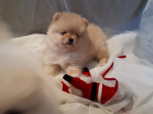 Photo №1. pomeranian - for sale in the city of Moscow | 391$ | Announcement № 3814