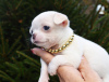 Additional photos: Chihuahua boy white and cream