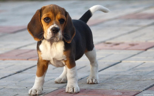 Photo №1. beagle - for sale in the city of Minsk | 293$ | Announcement № 567