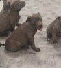 Additional photos: American Bully XL