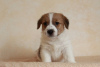 Photo №4. I will sell jack russell terrier in the city of Novorossiysk. breeder - price - negotiated
