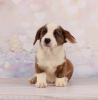 Photo №1. welsh corgi - for sale in the city of Dnipro | 887$ | Announcement № 13113