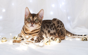 Photo №1. bengal cat - for sale in the city of Warsaw | negotiated | Announcement № 791