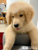 Photo №1. golden retriever - for sale in the city of Poznan | 423$ | Announcement № 126646