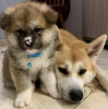 Additional photos: Akita Inu puppies