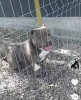 Additional photos: American Bully Dream