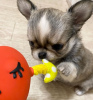 Photo №2 to announcement № 87896 for the sale of chihuahua - buy in United States breeder