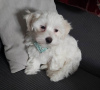 Photo №4. I will sell maltese dog in the city of Флорида Сити. breeder - price - 500$