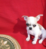 Photo №4. I will sell chihuahua in the city of Munich. breeder - price - 1057$