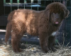 Photo №1. newfoundland dog - for sale in the city of Bialystok | 740$ | Announcement № 42471