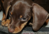 Additional photos: Dachshund miniature - grown up puppy