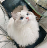 Photo №2 to announcement № 121300 for the sale of ragdoll - buy in Japan breeder