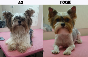 Photo №3. Groomer for favorite ponytails in Russian Federation