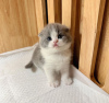 Photo №2 to announcement № 100123 for the sale of scottish fold - buy in United States private announcement