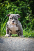 Photo №1. american bully - for sale in the city of Vitebsk | 1374$ | Announcement № 104063