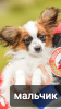 Additional photos: papillon puppies