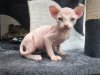 Photo №3. spynx kitten zur Adoption. Germany