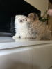 Additional photos: 2 Vaccinated Pomeranian Puppies available Now for sale