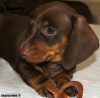 Photo №4. I will sell dachshund in the city of Москва. breeder - price - 521$