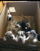 Photo №1. non-pedigree dogs - for sale in the city of Eišiškės | 370$ | Announcement № 75808