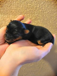 Additional photos: Open reserve (reservation) kids Yorkshire Terrier.