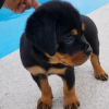 Photo №2 to announcement № 22862 for the sale of rottweiler - buy in United States private announcement