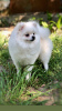 Photo №1. pomeranian - for sale in the city of Kiev | 3352$ | Announcement № 9869