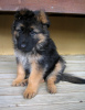 Photo №1. german shepherd - for sale in the city of Afula | negotiated | Announcement № 19543