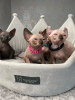 Photo №2 to announcement № 8017 for the sale of sphynx cat - buy in Slovakia 