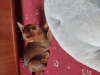 Photo №2 to announcement № 42656 for the sale of abyssinian cat - buy in Poland breeder