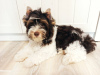 Photo №1. yorkshire terrier - for sale in the city of Kiev | 500$ | Announcement № 11743