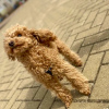 Photo №4. I will sell poodle (toy) in the city of Minsk. private announcement - price - 2642$